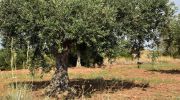 Spanish study shows potential of olive pit in biofuel