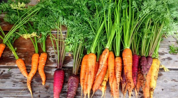 New legislation launched to boost EU organic production