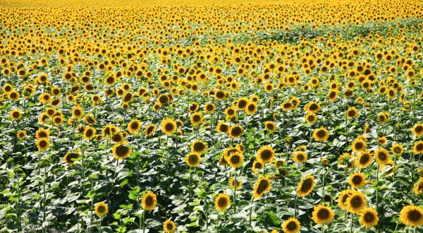 Ukraine high oleic sunflower planted area forecast to halve in 2022/23
